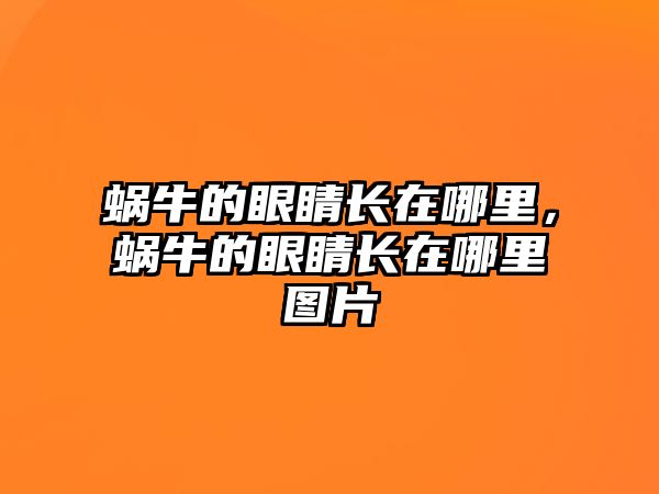 蝸牛的眼睛長在哪里，蝸牛的眼睛長在哪里圖片