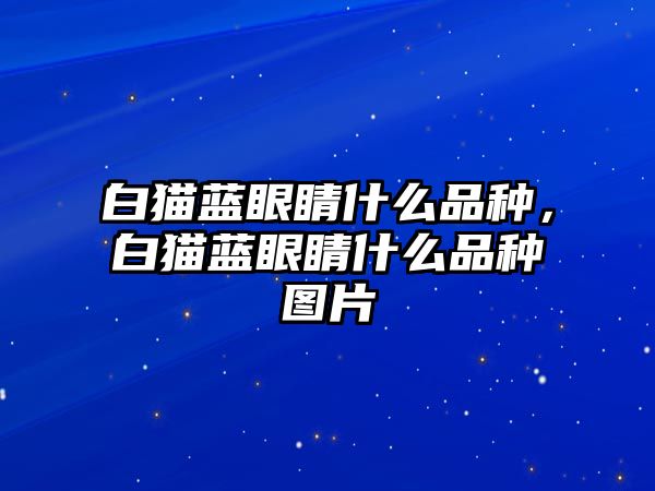 白貓藍(lán)眼睛什么品種，白貓藍(lán)眼睛什么品種圖片