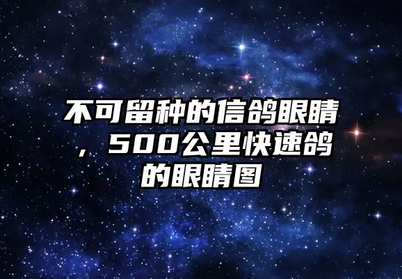 不可留種的信鴿眼睛，500公里快速鴿的眼睛圖