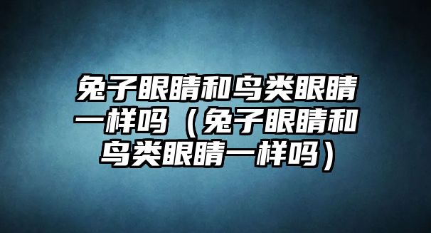 兔子眼睛和鳥類眼睛一樣嗎（兔子眼睛和鳥類眼睛一樣嗎）