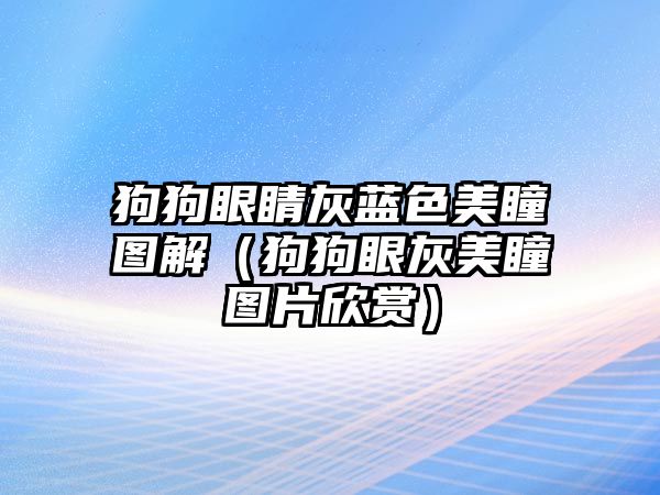 狗狗眼睛灰藍色美瞳圖解（狗狗眼灰美瞳圖片欣賞）