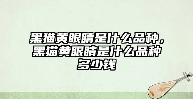 黑貓黃眼睛是什么品種，黑貓黃眼睛是什么品種多少錢