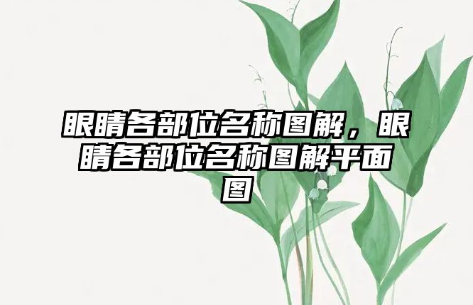 眼睛各部位名稱圖解，眼睛各部位名稱圖解平面圖