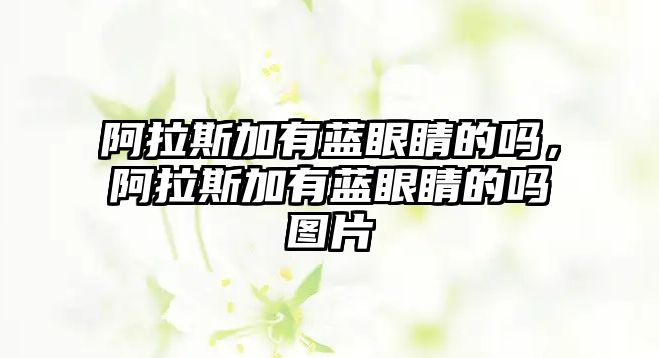 阿拉斯加有藍眼睛的嗎，阿拉斯加有藍眼睛的嗎圖片