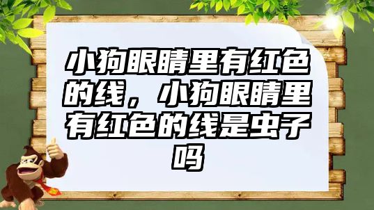 小狗眼睛里有紅色的線，小狗眼睛里有紅色的線是蟲子嗎