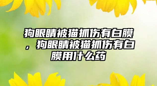 狗眼睛被貓抓傷有白膜，狗眼睛被貓抓傷有白膜用什么藥