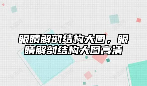 眼睛解剖結(jié)構(gòu)大圖，眼睛解剖結(jié)構(gòu)大圖高清