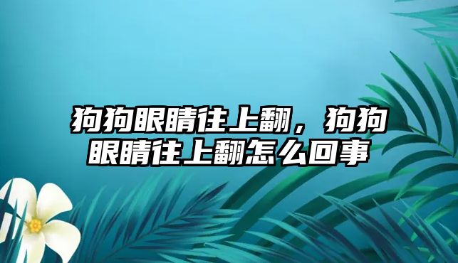 狗狗眼睛往上翻，狗狗眼睛往上翻怎么回事