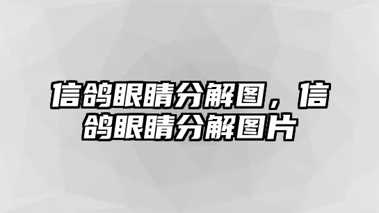 信鴿眼睛分解圖，信鴿眼睛分解圖片