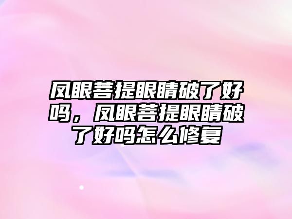 鳳眼菩提眼睛破了好嗎，鳳眼菩提眼睛破了好嗎怎么修復