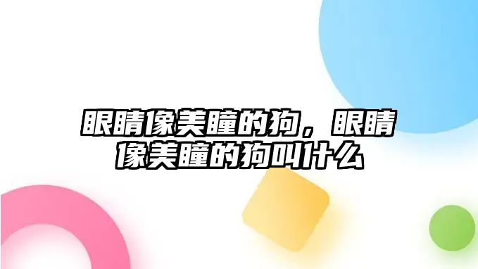 眼睛像美瞳的狗，眼睛像美瞳的狗叫什么