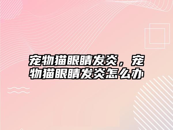 寵物貓眼睛發(fā)炎，寵物貓眼睛發(fā)炎怎么辦