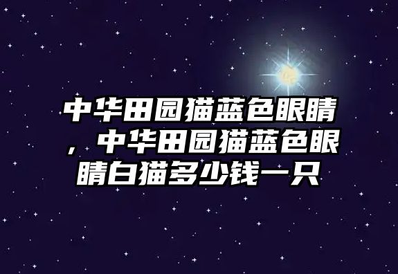 中華田園貓藍色眼睛，中華田園貓藍色眼睛白貓多少錢一只