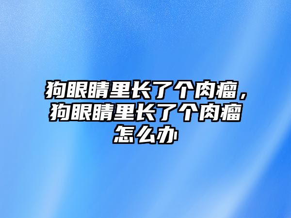 狗眼睛里長了個肉瘤，狗眼睛里長了個肉瘤怎么辦